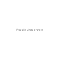Rubella virus protein